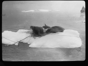 Image: Two walrus on ice floe, with ropes